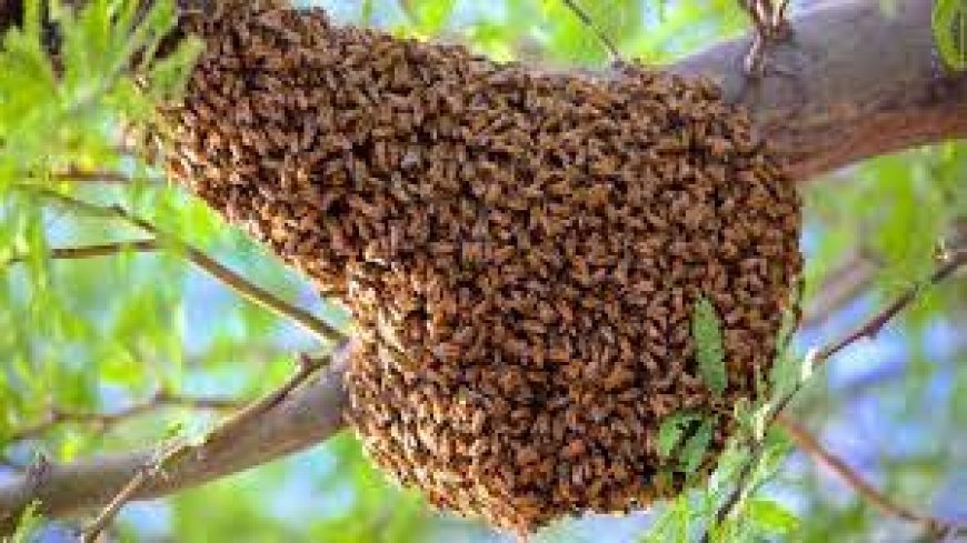 Bees Attack NDC Supporters in Kpandai, One Confirmed Dead